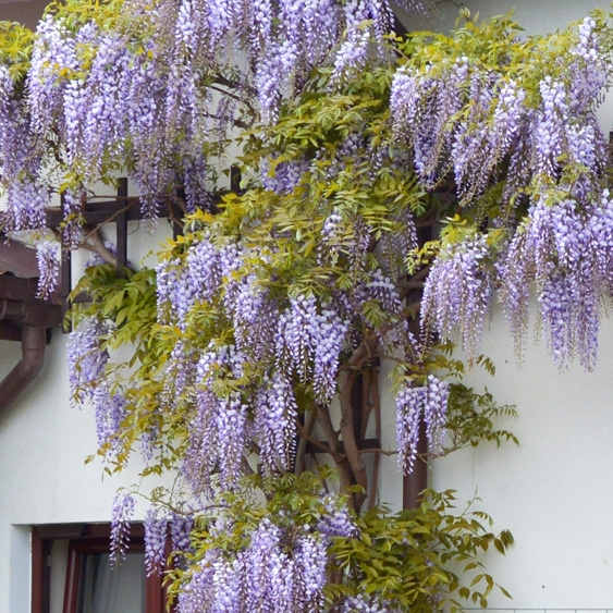 Gardening Express Blue/Purple/Green Wisteria Sinensis Prolific - Climbing  Wisteria - Shopping.com