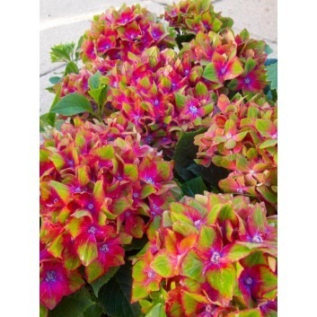  Plants SPECIAL DEAL  Hydrangea Glam Rock  Pack of THREE Plants