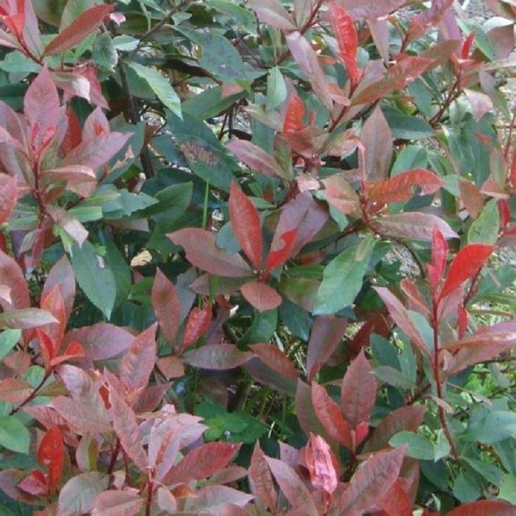 Photinia ''Little Red Robin'' Compact Evergreen Shrub Pack of THREE