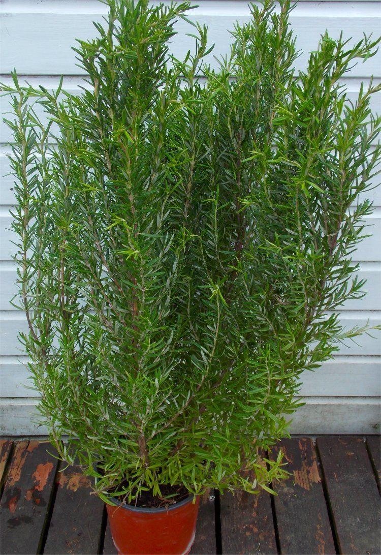 Rosmarinus officinalis Rosemary Bush