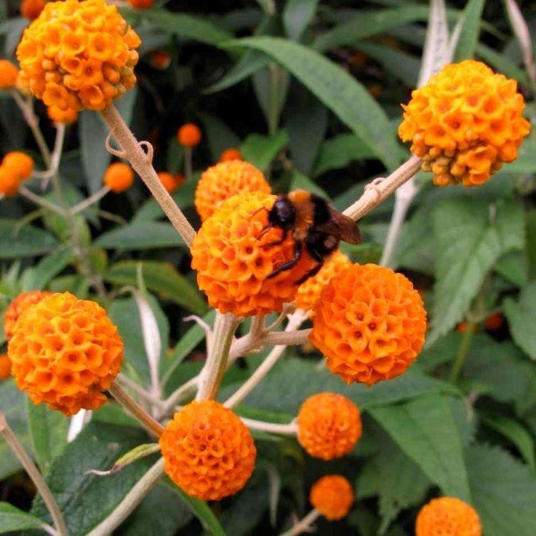 Buddleja Globosa Orange Ball Tree Buddleia