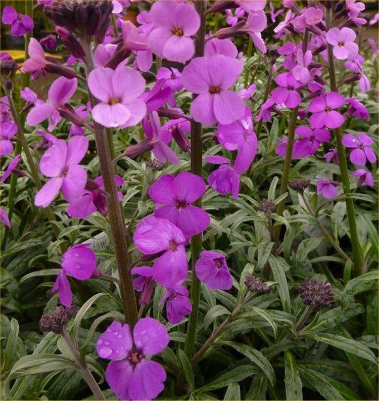 Erysimum Bowles Mauve Perennial Wallflower Pack of THREE in Bud & Bloom