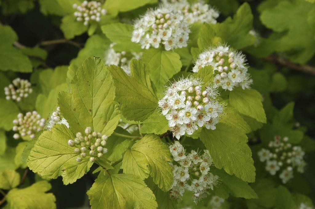 Physocarpus opulifolius Dart's Gold Ninebark