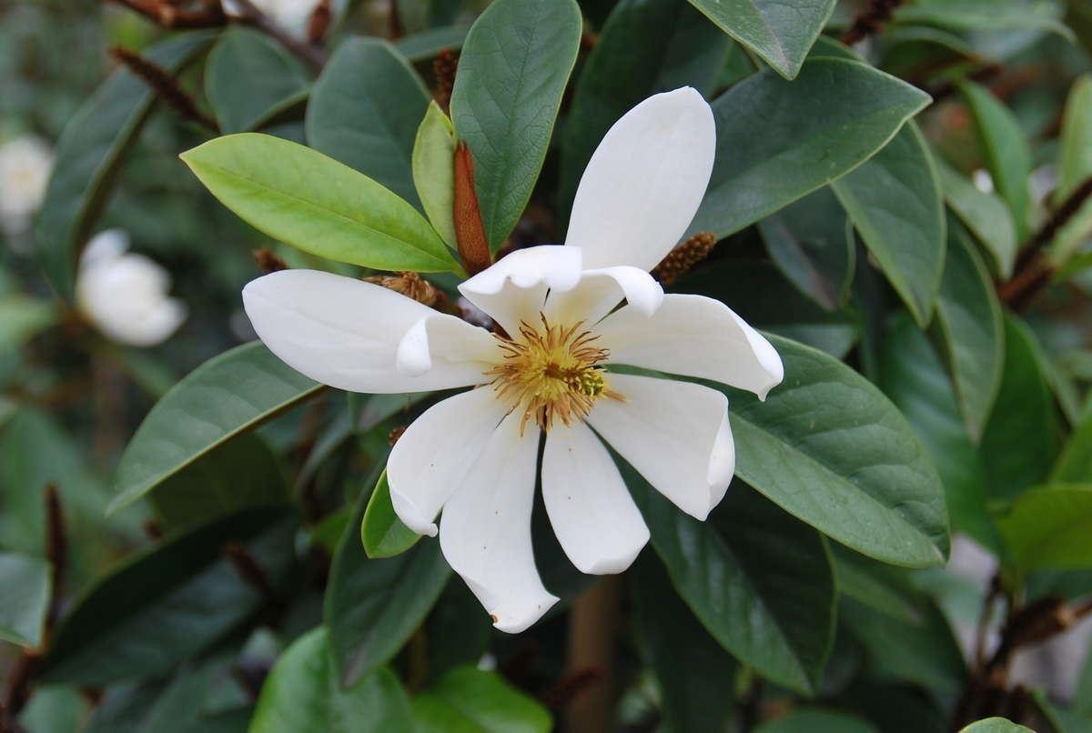 White Magnolia