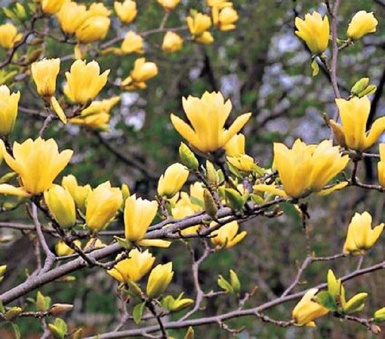 Magnolia Yellow River - (Magnolia denudata Yellow River - 'Fei Huang ...