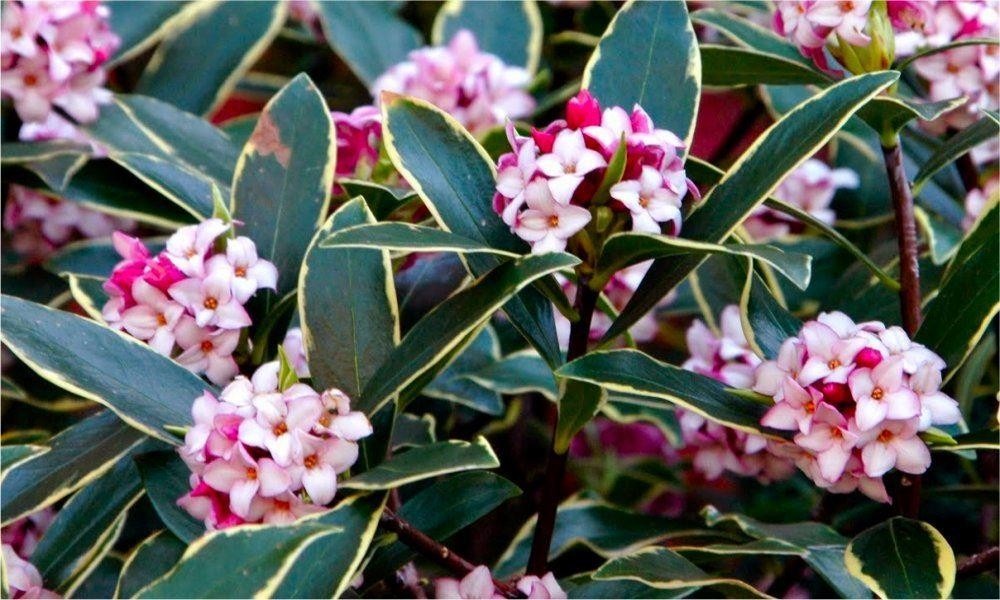 Daphne odora Aureomarginata - Fragrant Hardy Evergreen Shrub