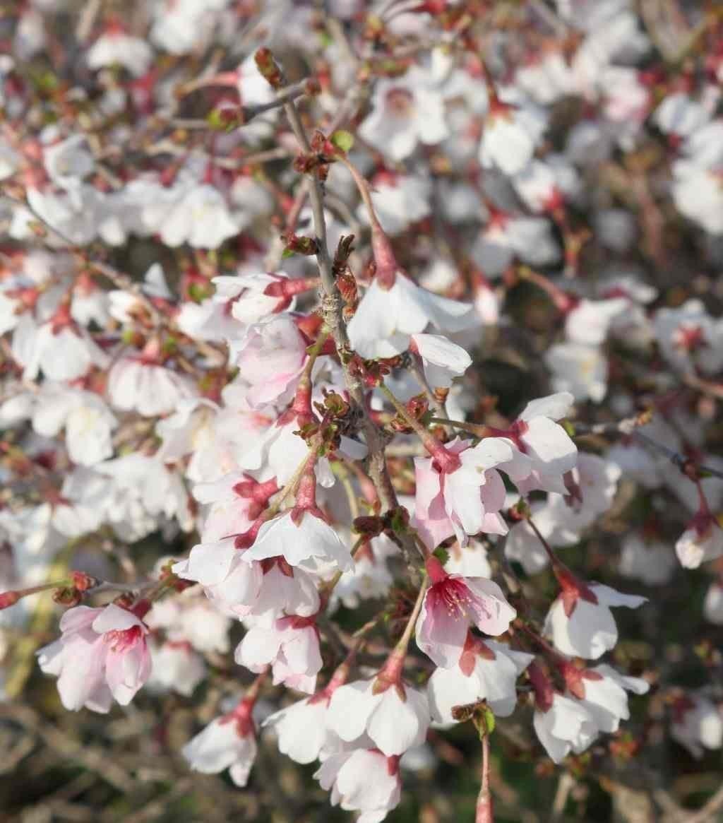 Prunus incisa KojoNoMai Fuji Cherry