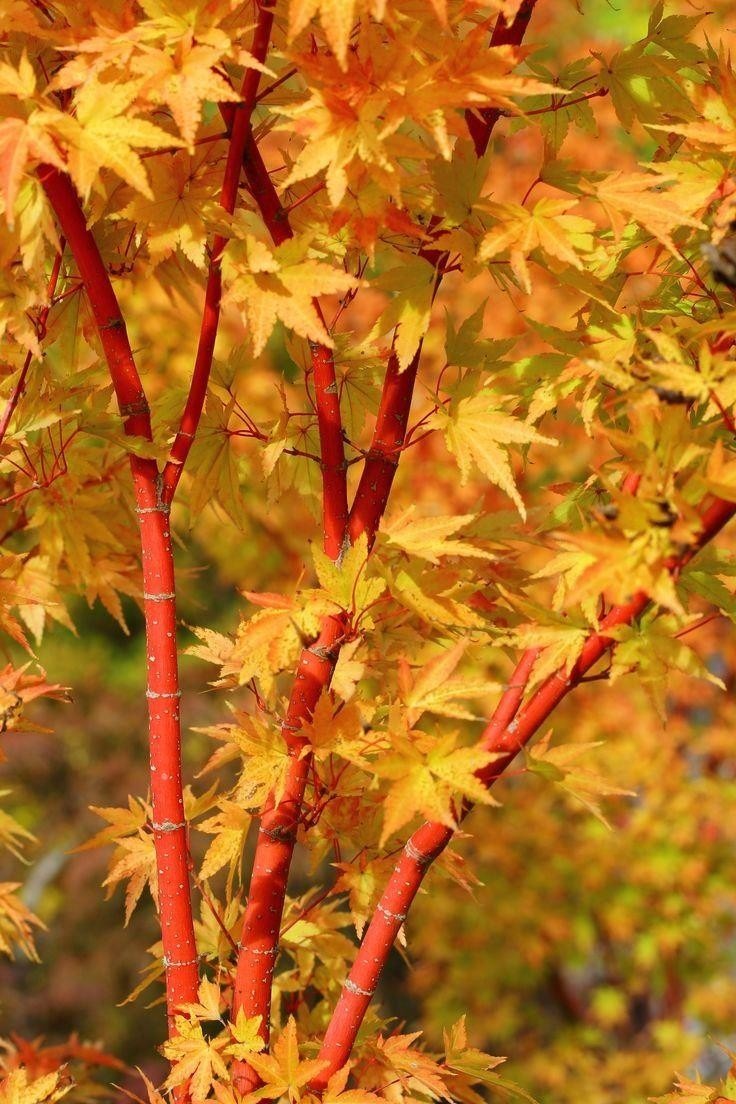 Acer palmatum Sango Kaku Coral bark maple