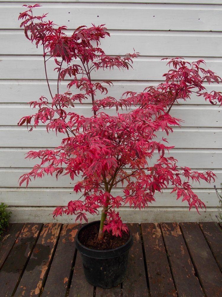Acer palmatum Pink Passion Striking Large Japanese Maple