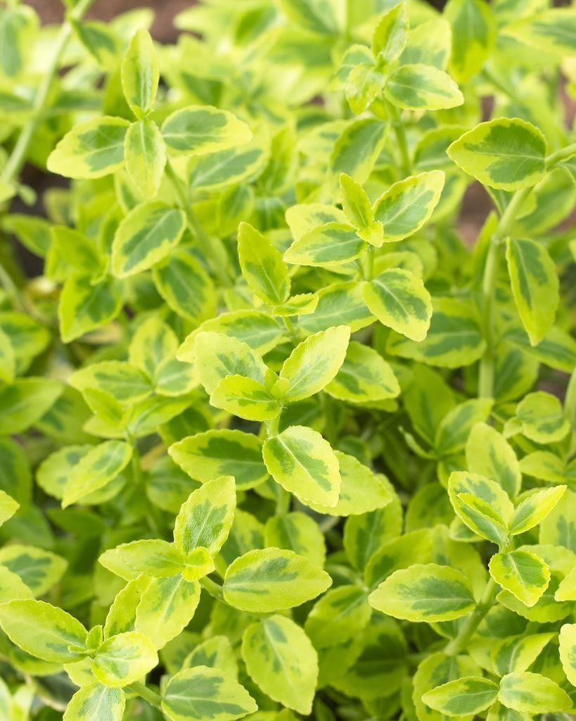 Evergreen Euonymous Selection - Pack of FOUR euonymus Plants