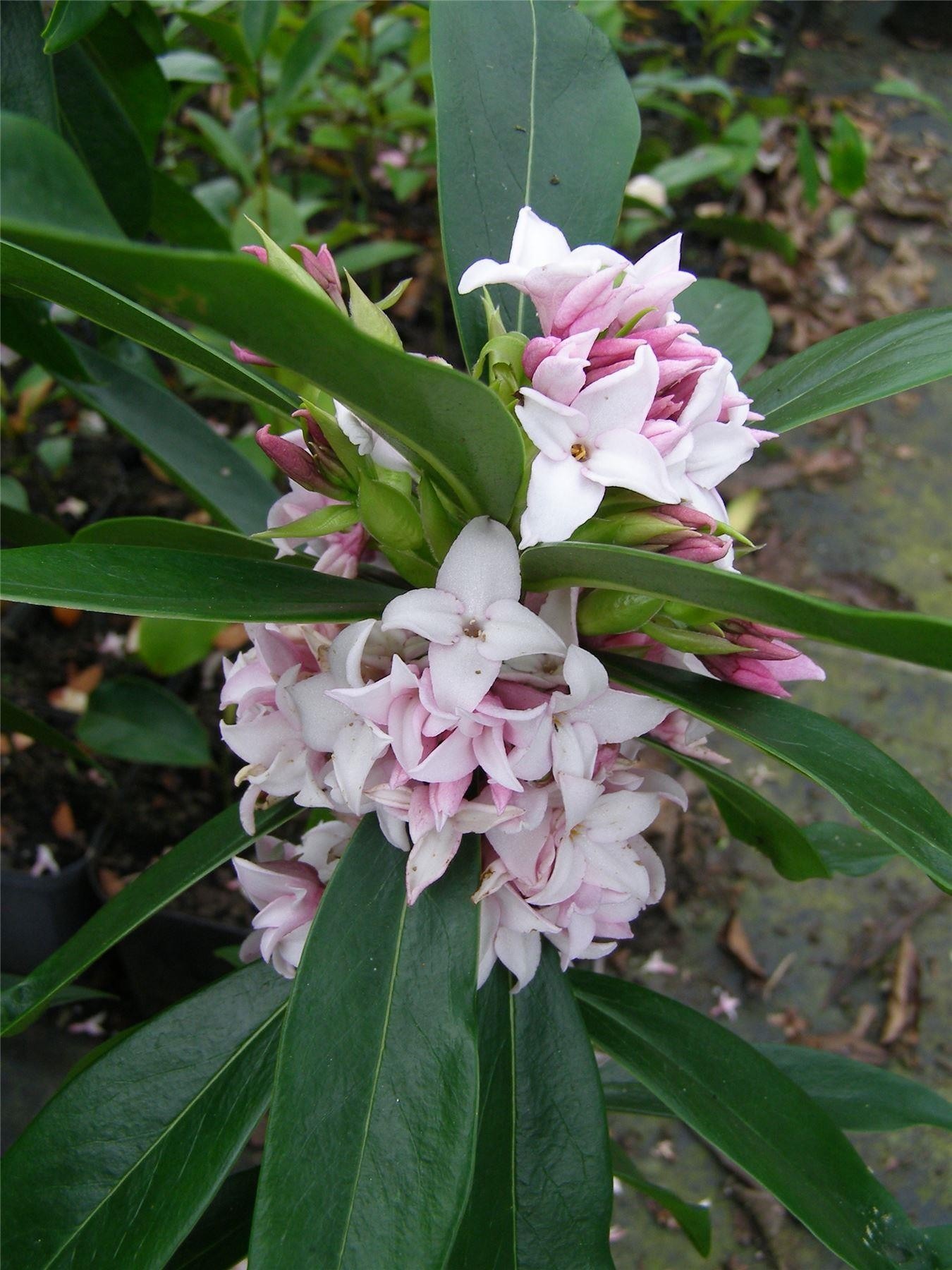 Daphne Perfume Princess Worlds most fragrant Shrub New