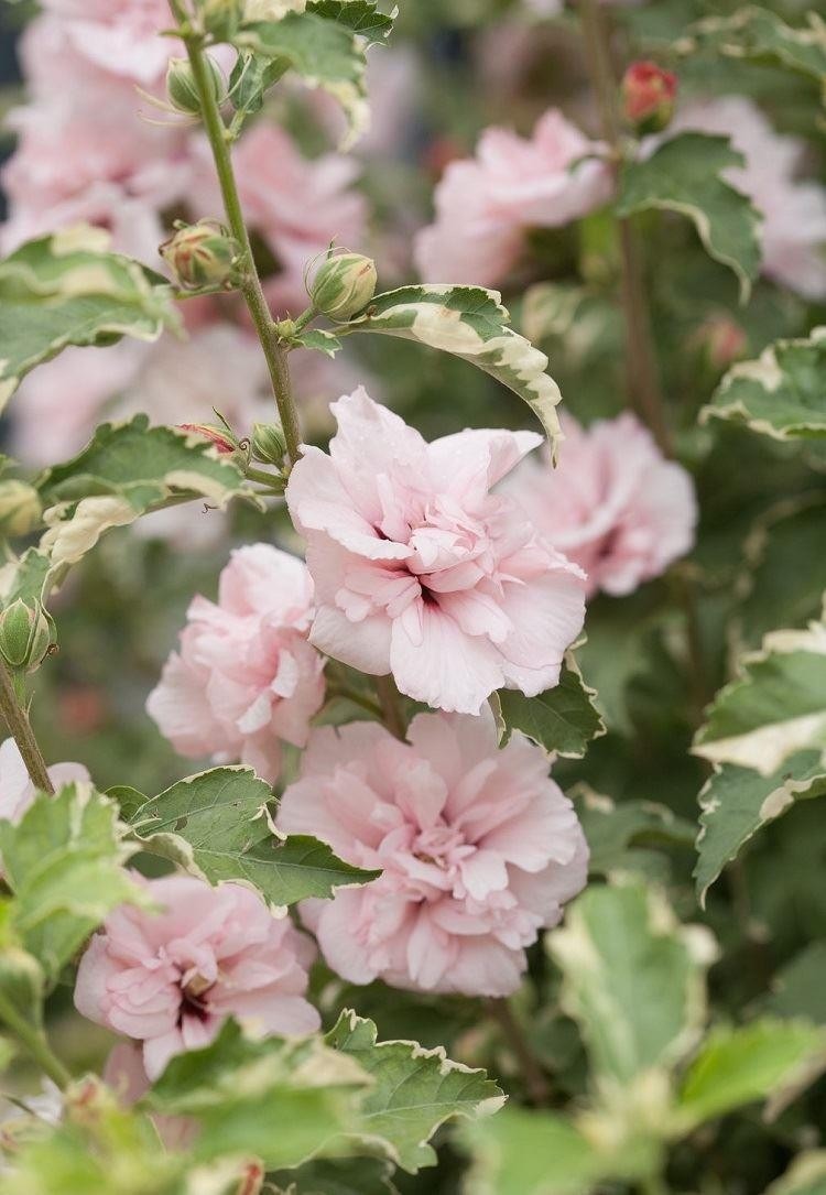 NEW & EXCLUSIVE Hibiscus Sugar Tip Rose of Sharon Double Flowering