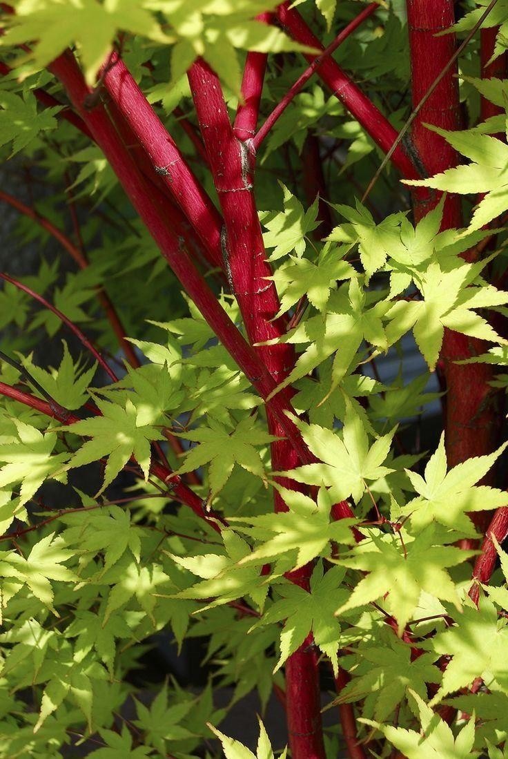 Acer palmatum Sango Kaku Coral bark maple