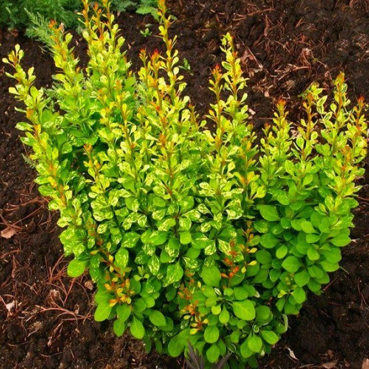 berberis thunbergii pow wow d1f
