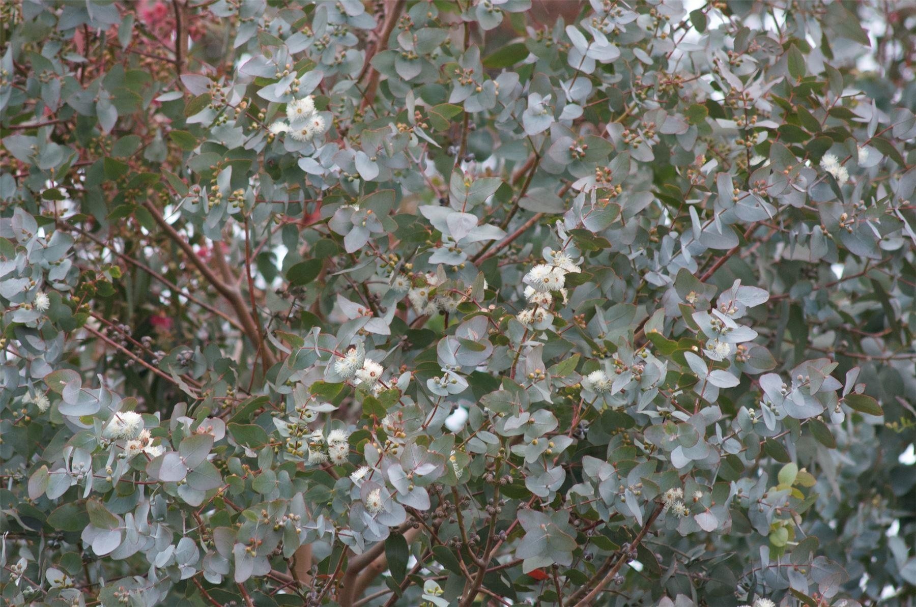 Eucalyptus gunnii Azura Fragant Blue AntiMosquito Eucaluptus
