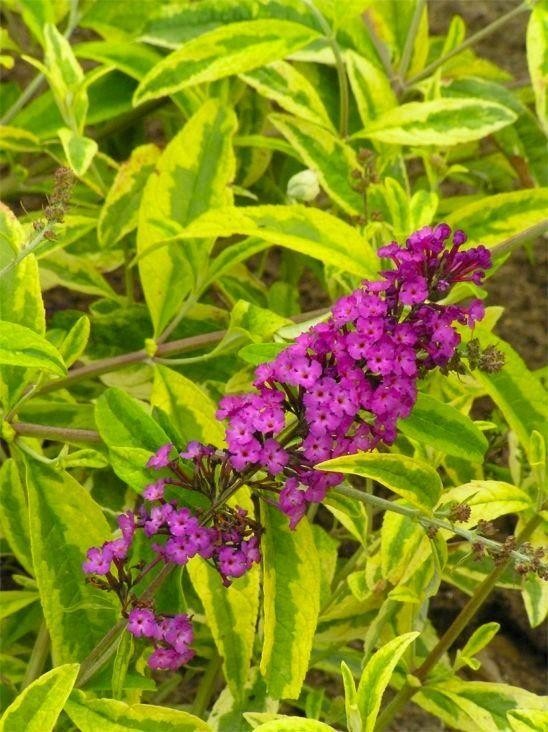 Buddleja davidii Santana Butterfly Bush Golden Variegated Buddleia