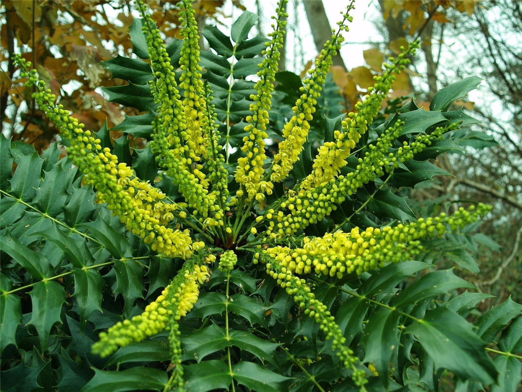 Mahonia x media Winter Sun - Oregon Grape Mahonia