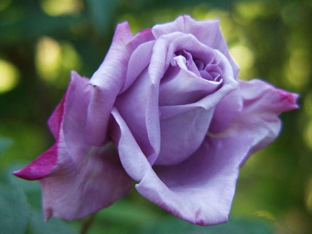 Rose Climbing Blue Moon Climbing Rose