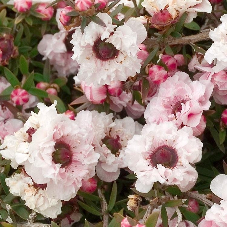 Leptospermum scoparium 'Apple Blossom' - New Zealand Tea Tree