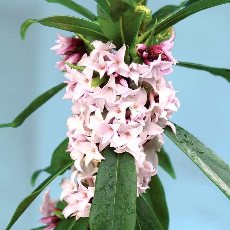 Daphne Perfume Princess Worlds most fragrant Shrub New