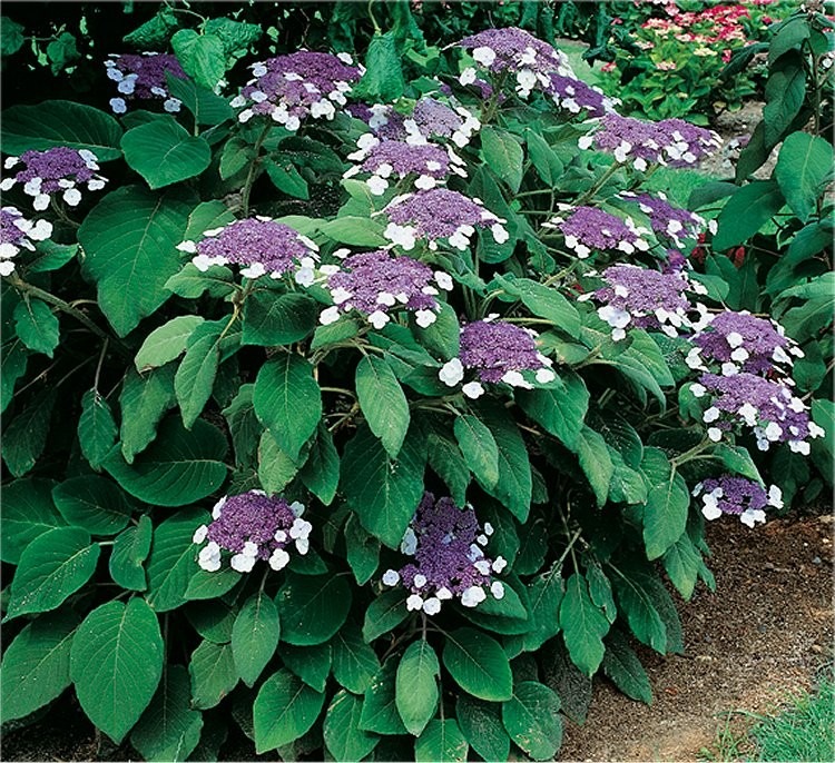 Hydrangea aspera Velvet & Lace LARGE Sargent Hydrangea Plant