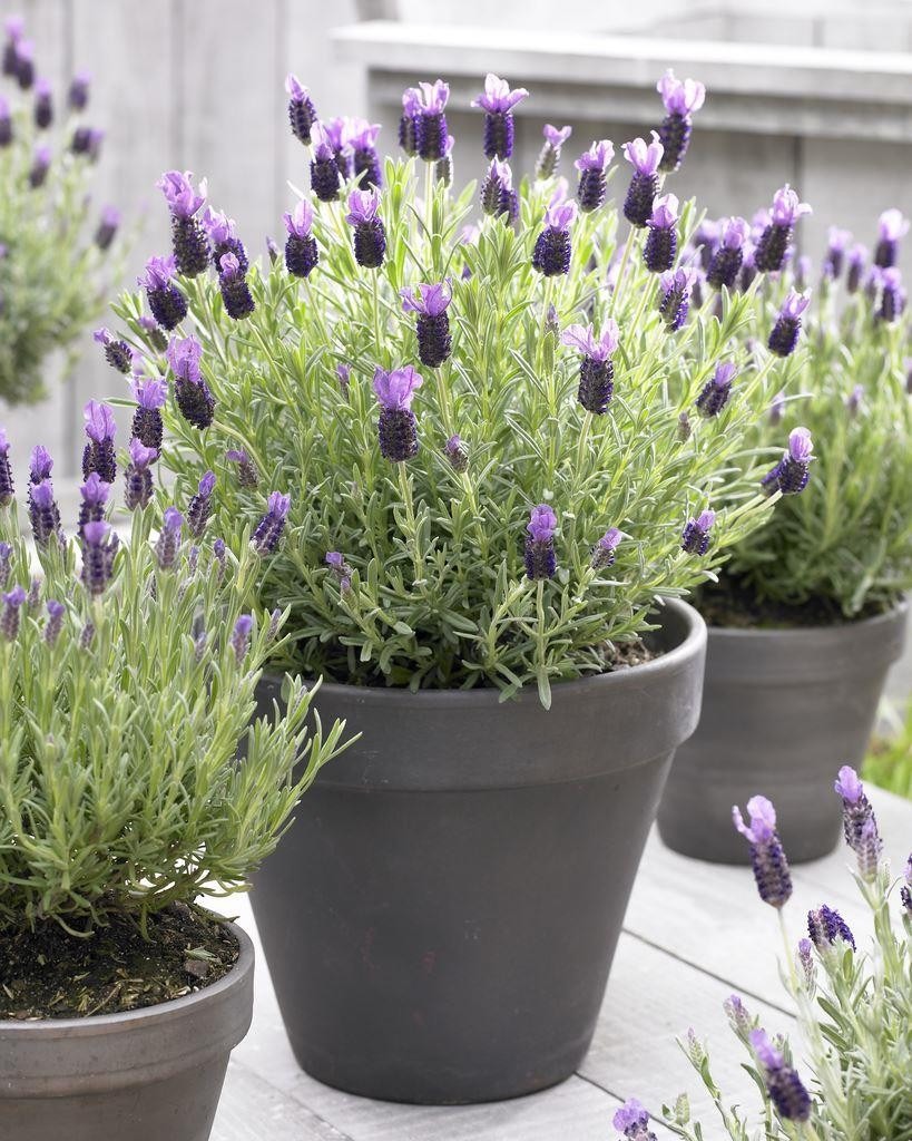 SPECIAL DEAL French Lavender Lavender stoechas