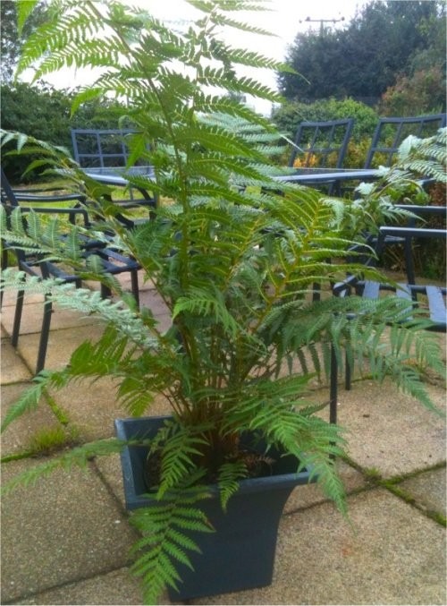 SPECIAL DEAL Large Dicksonia antarctica Hardy Tree Fern