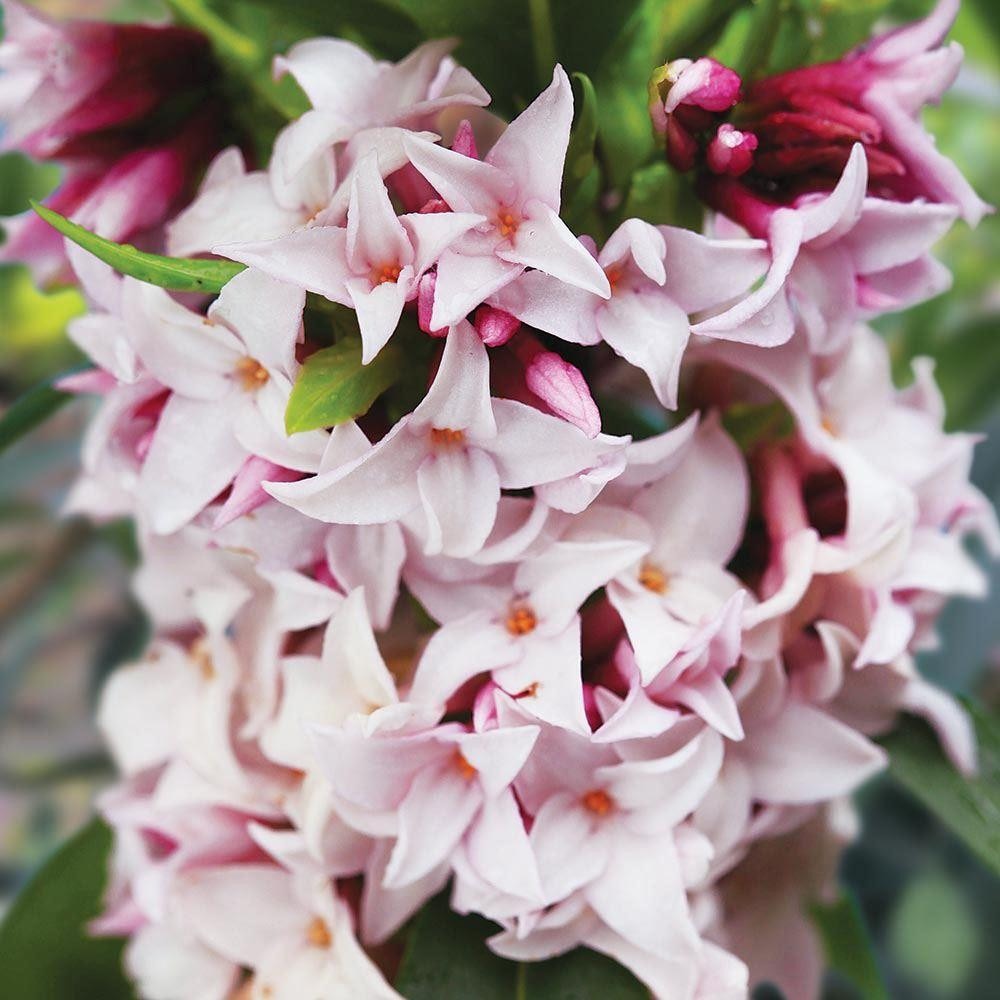 Daphne Perfume Princess Worlds most fragrant Shrub New