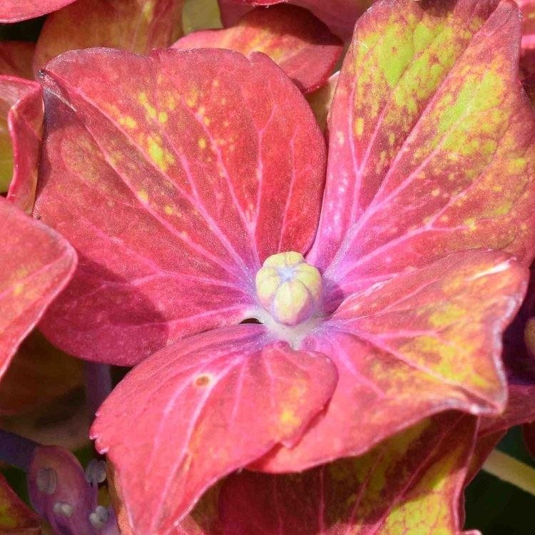 Hydrangea Glam Rock  Amazing MultiColoured Schloss Wackerbarth Hardy 