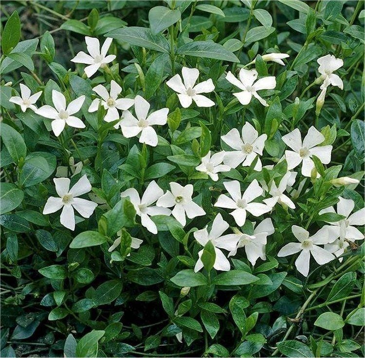 Vinca minor alba WHITE Lesser Periwinkle Plants in Bud & Bloom Pack