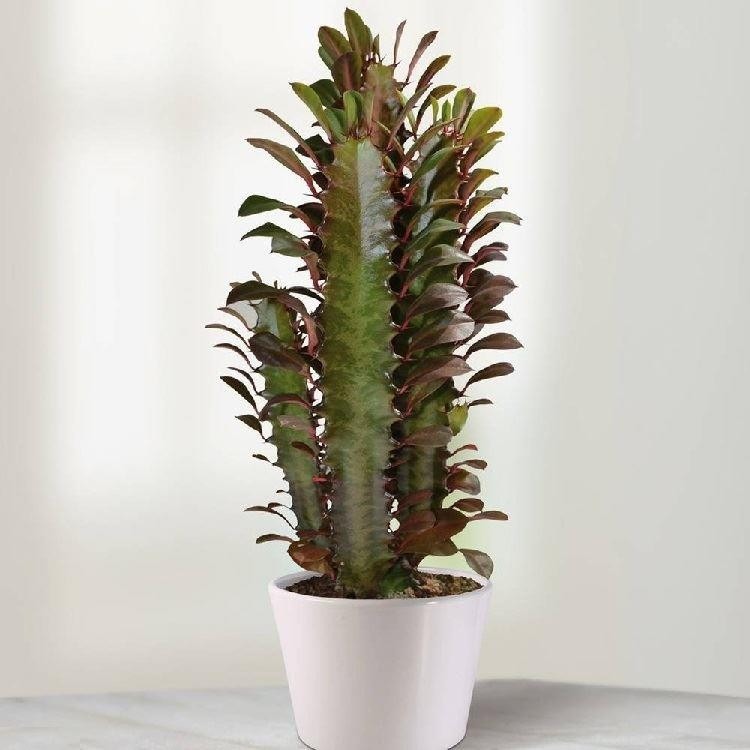 large african milk tree euphorbia trigona rubra large indoor cactus in white pot 890