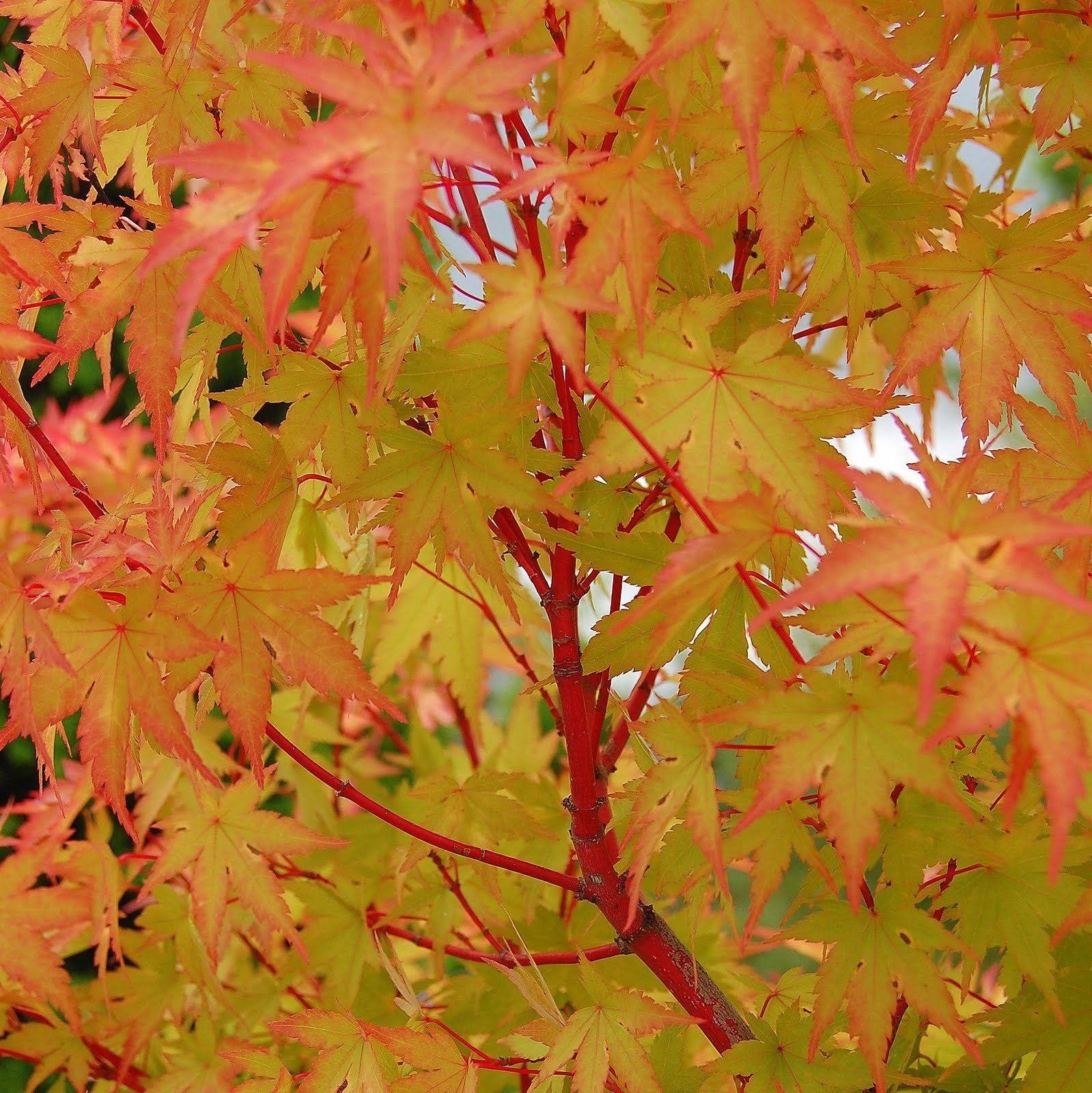 Acer palmatum Sango Kaku Coral bark maple
