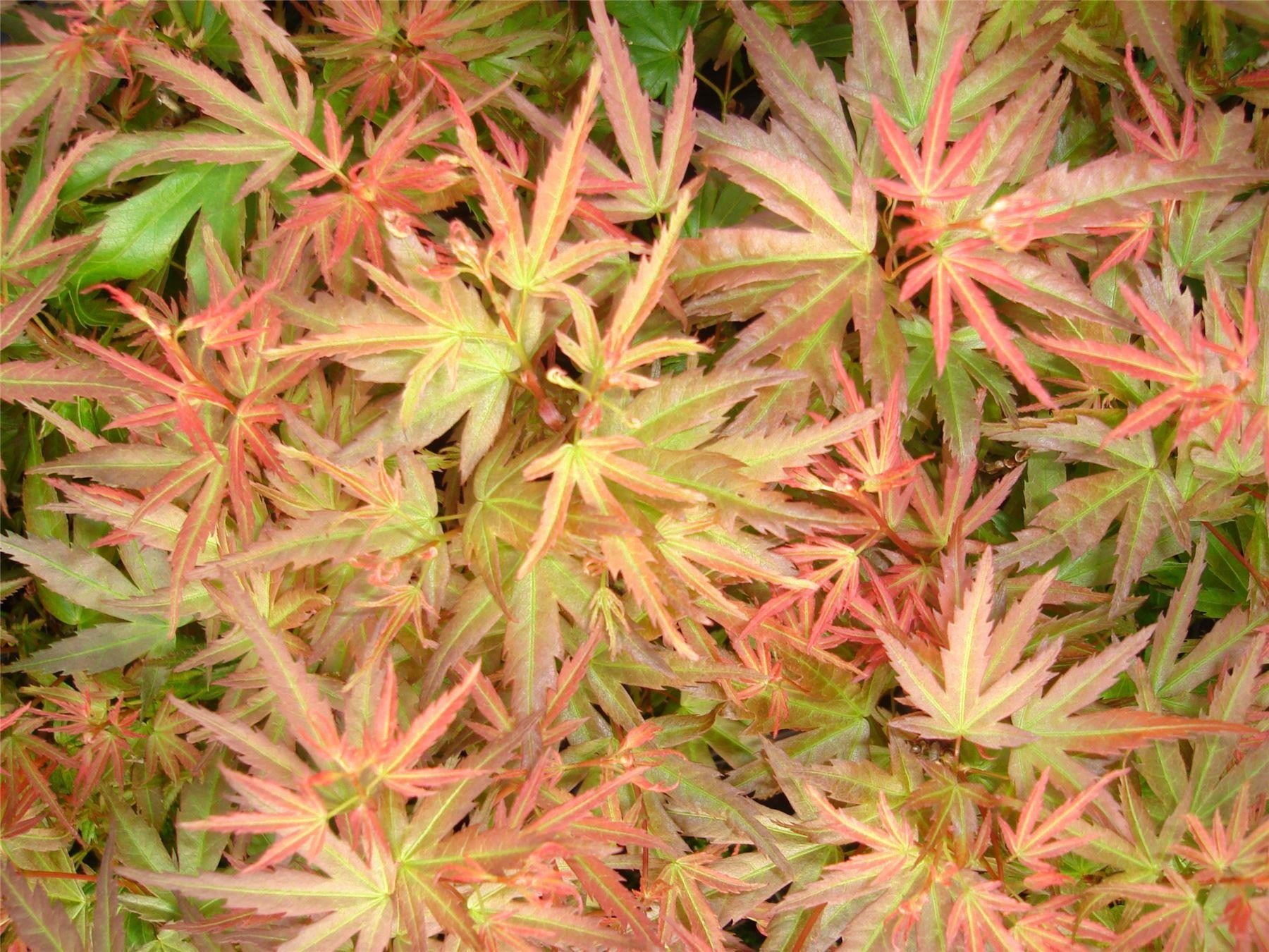 Acer palmatum Wilson's Pink Dwarf - Japanese Maple