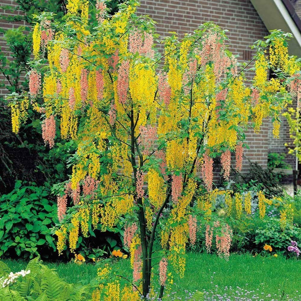 Adams Laburnum Laburnocytisus adamii Adams Laburnum Laburnocytisus adamii
