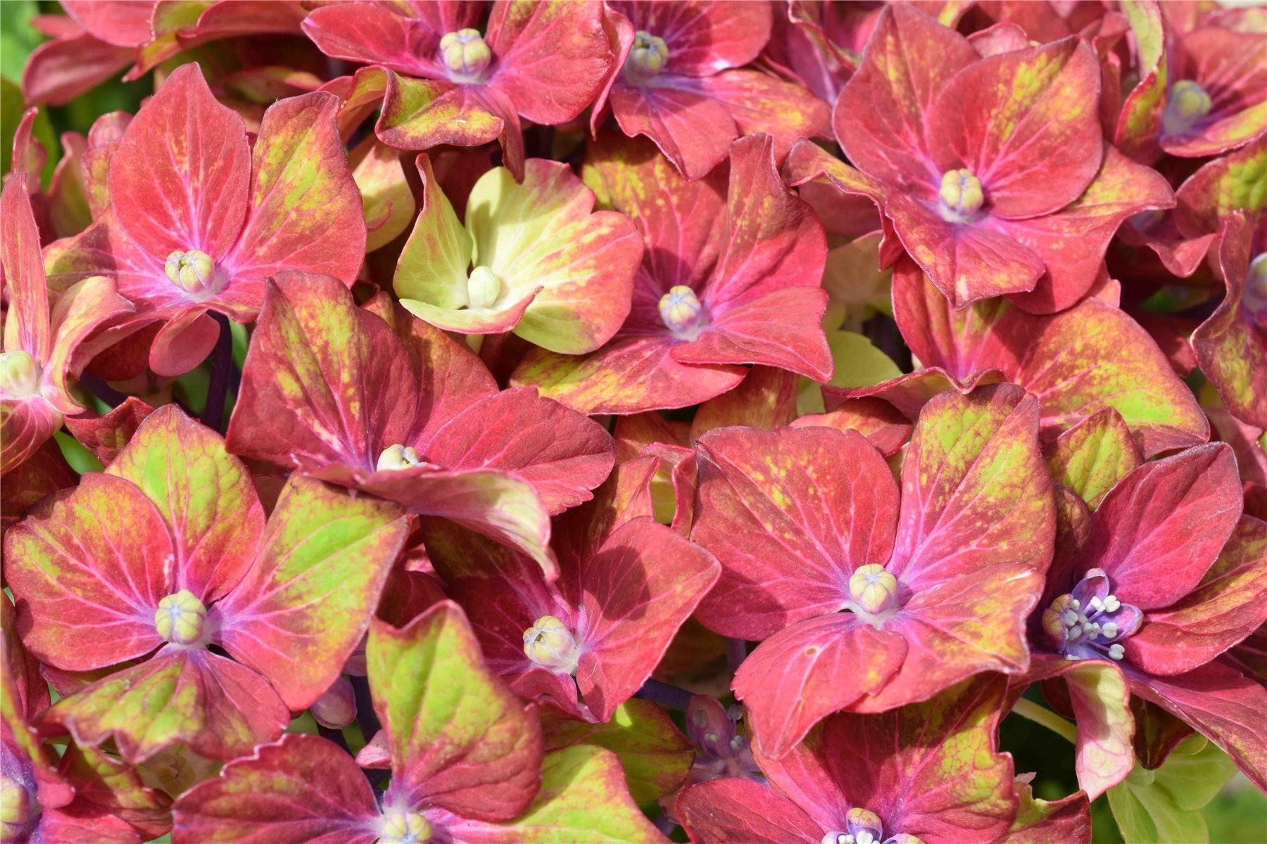 Hydrangea Glam Rock  Amazing MultiColoured Schloss Wackerbarth Hardy 