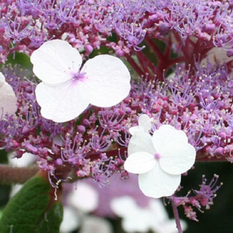  Hydrangea aspera Velvet amp; Lace  LARGE Sargent Hydrangea Plant