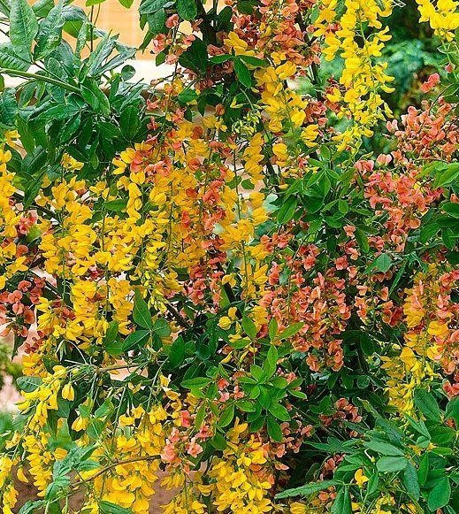 Adams Laburnum Laburnocytisus adamii Adams Laburnum Laburnocytisus adamii