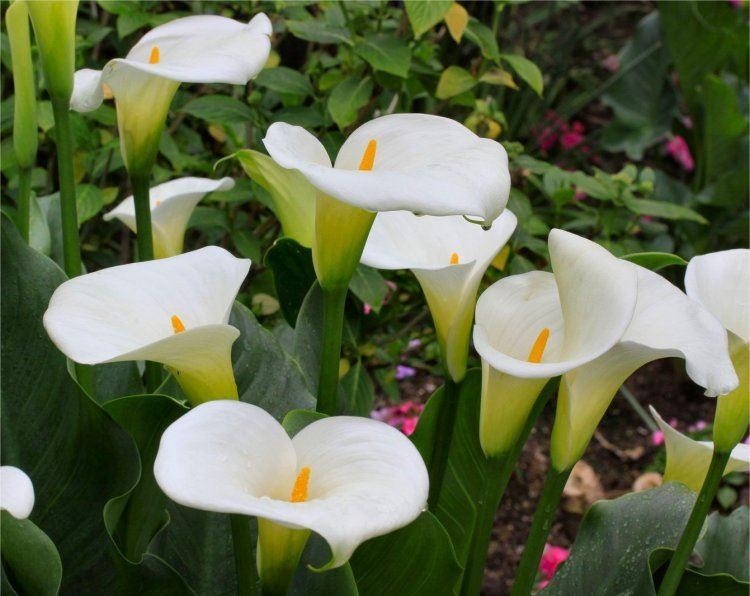 top 28 calla care uk pink calla lily care image search results pack of three zantedeschia top 28 calla care uk pink calla lily care image search results pack of three zantedeschia
