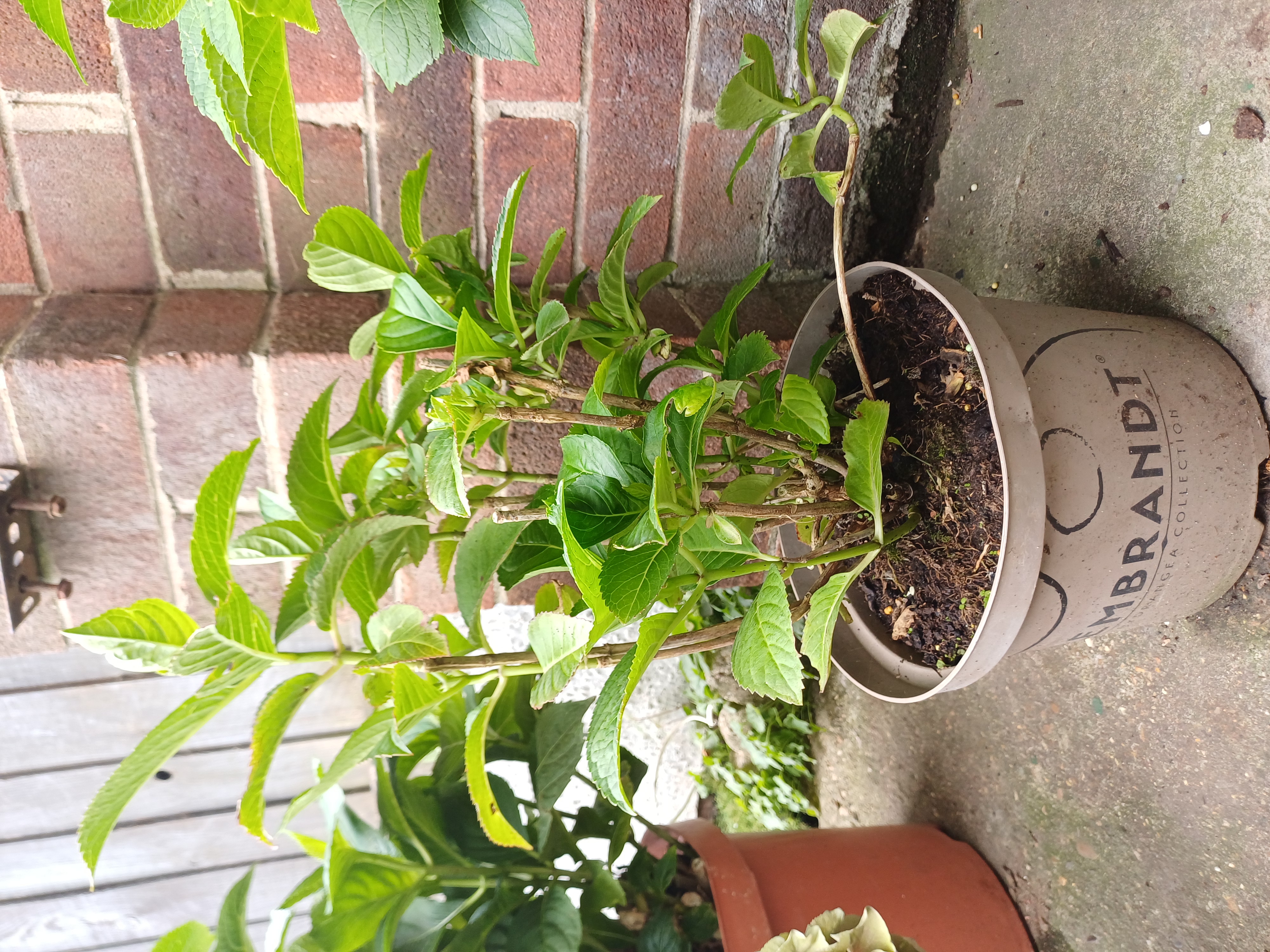 Customer photo