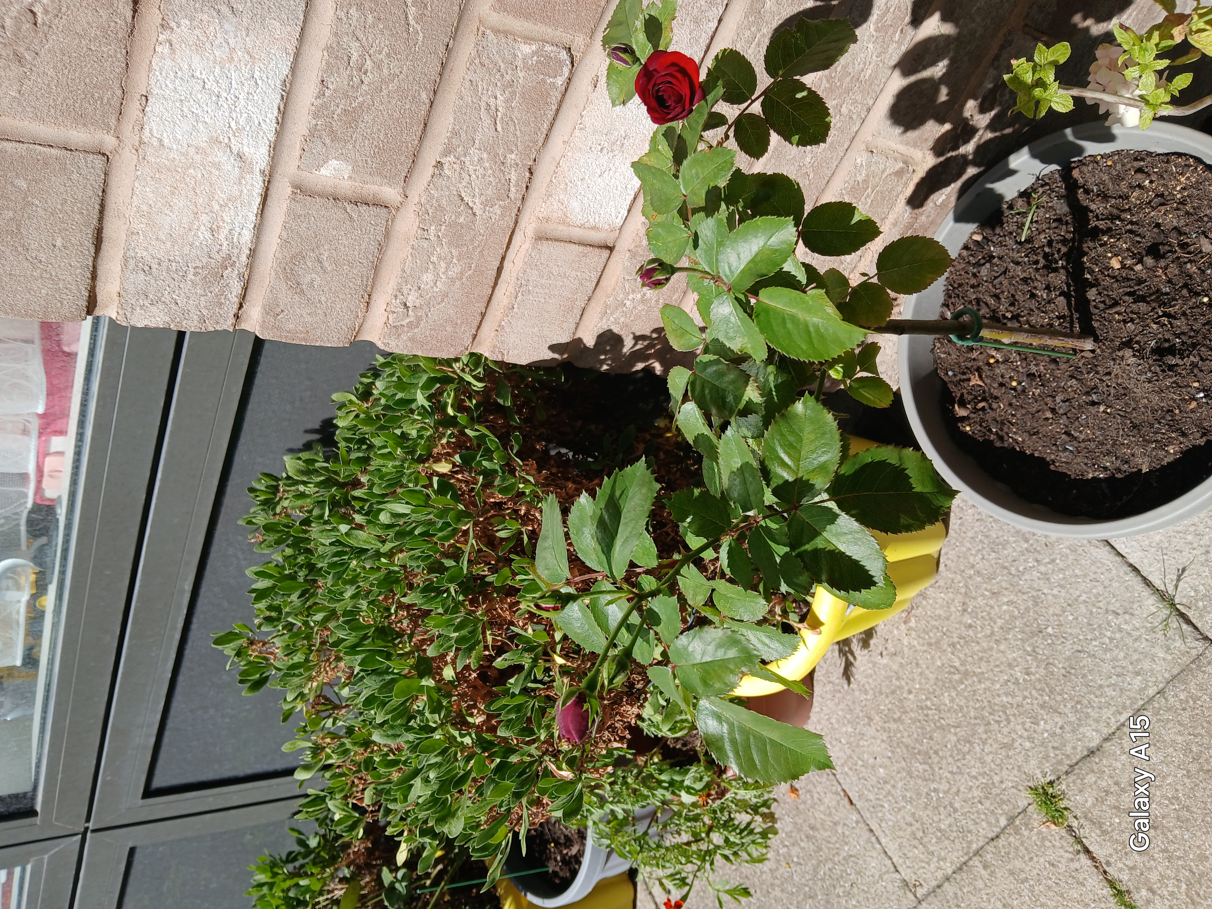 Customer photo