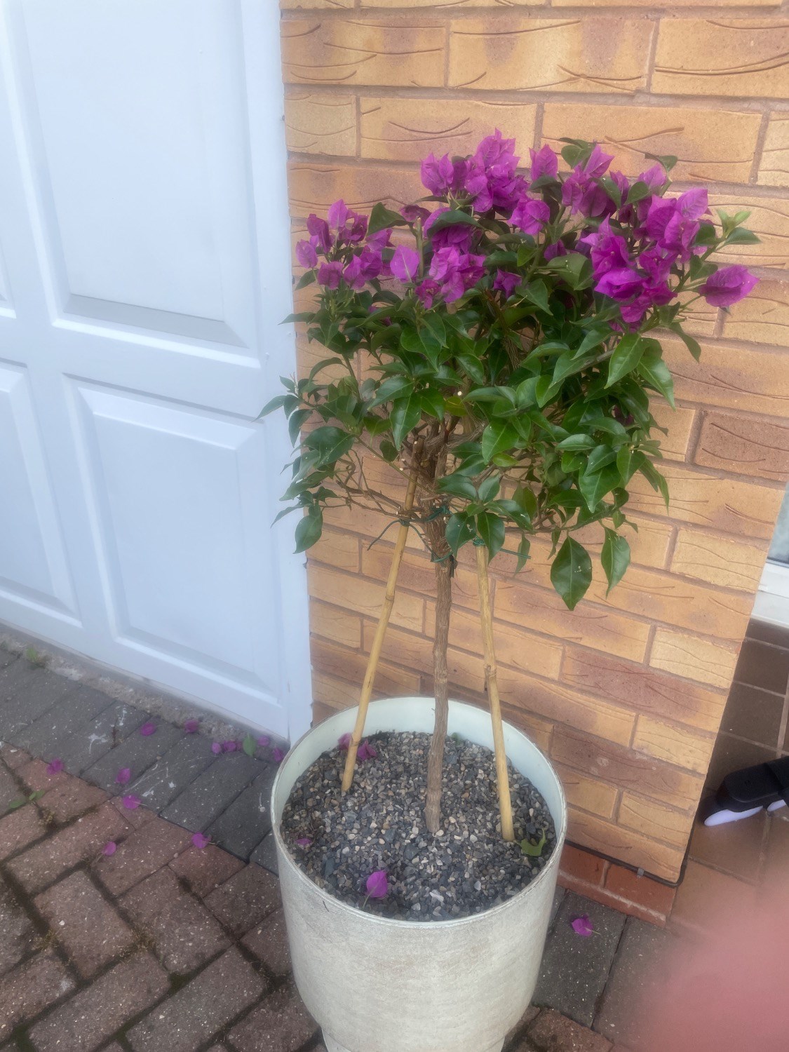 Customer photo