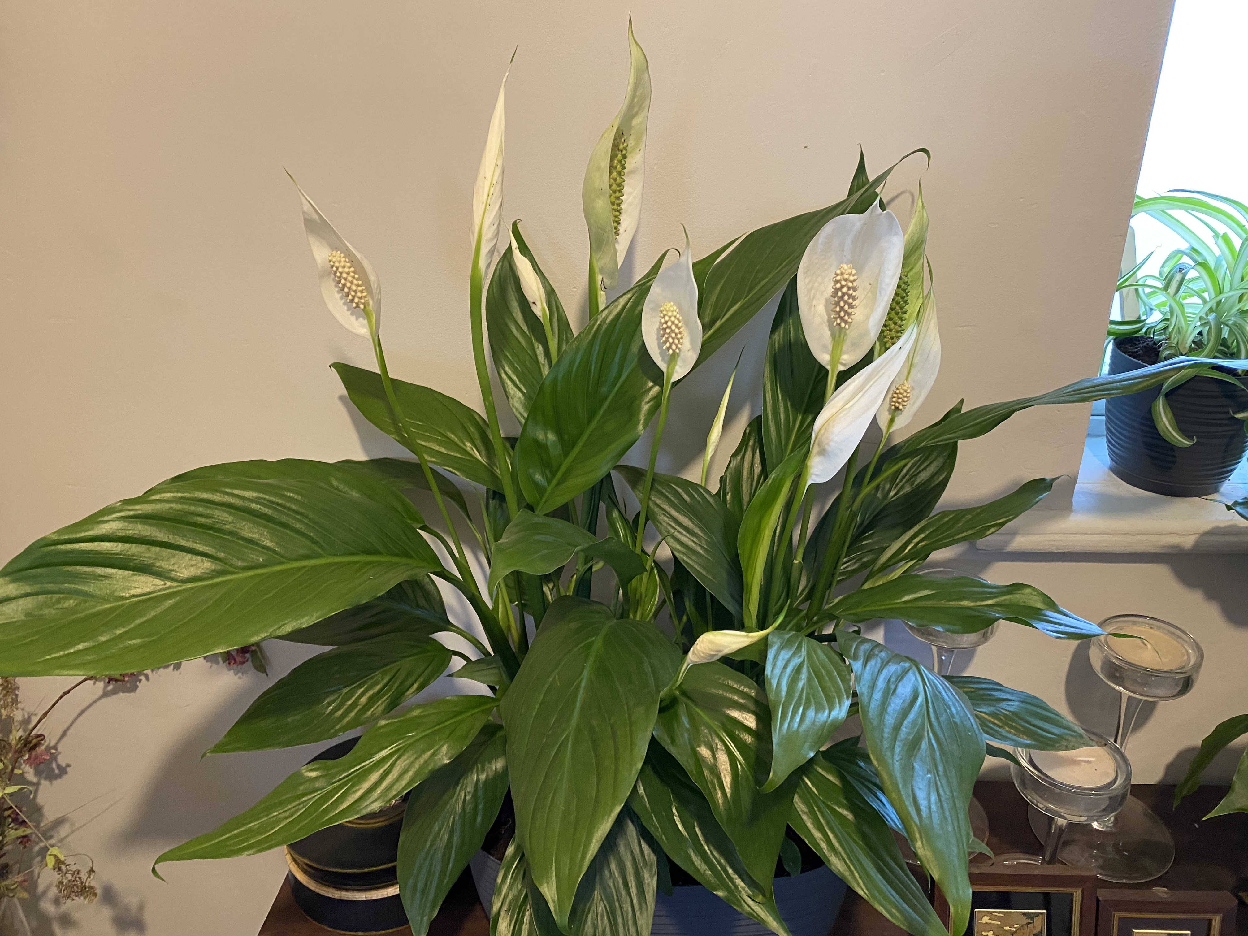 Customer photo