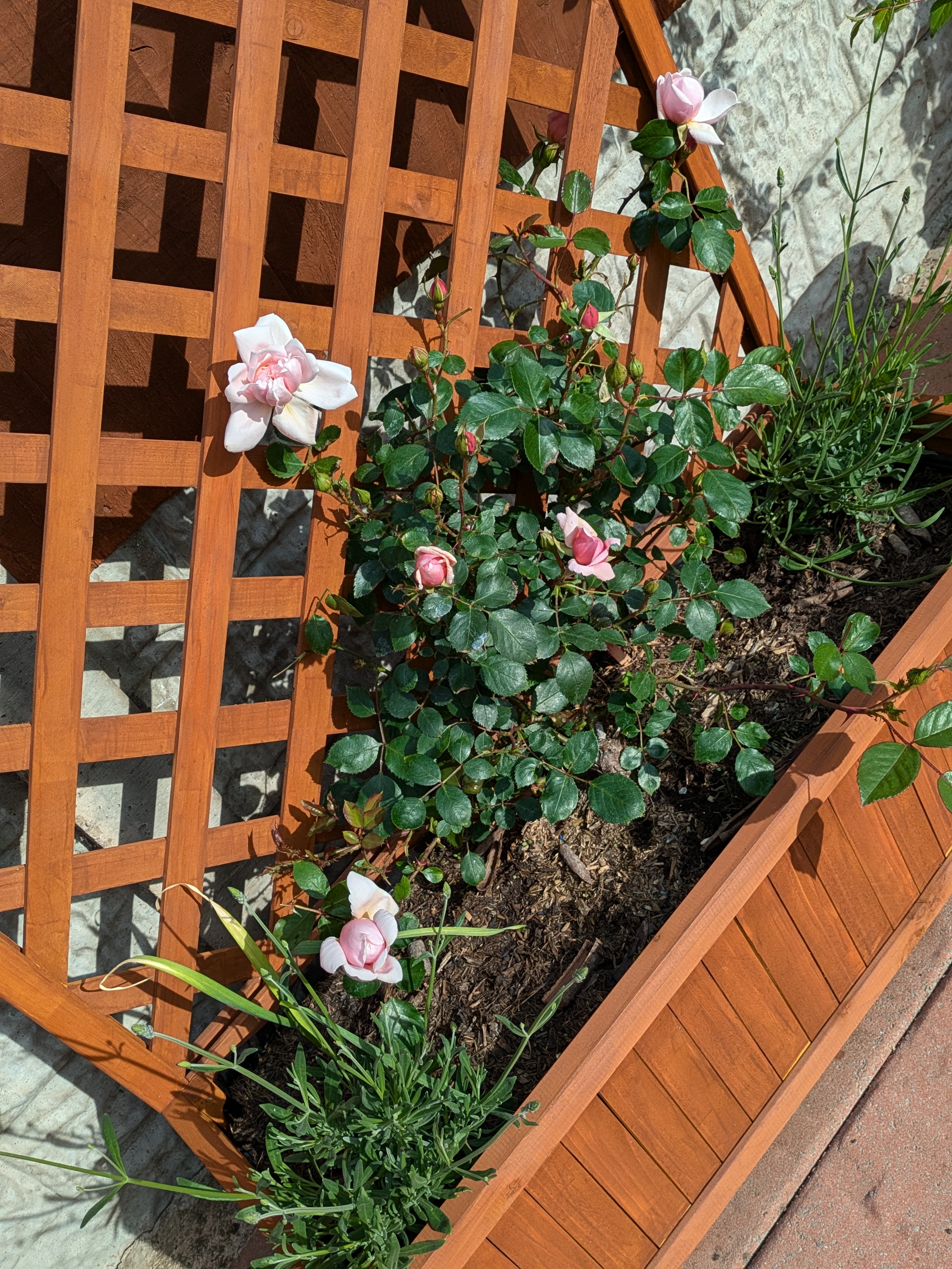 Customer photo