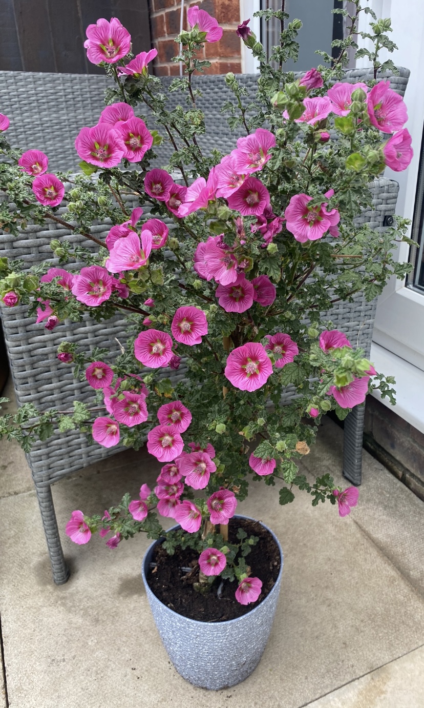 Customer photo