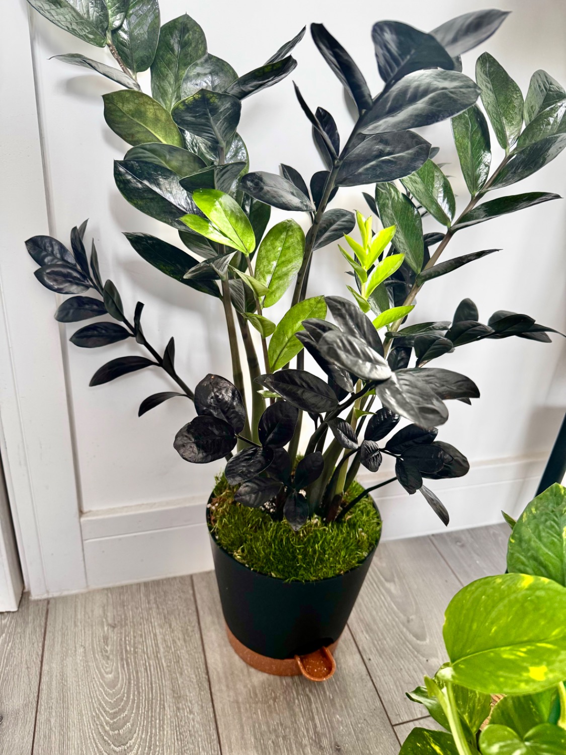 Customer photo