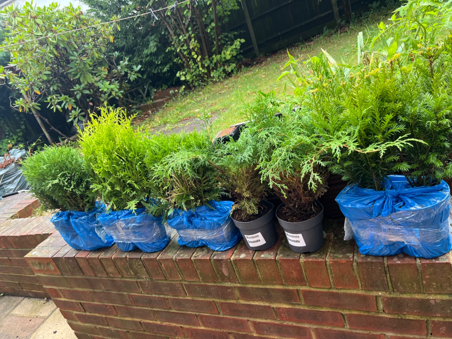 Customer photo