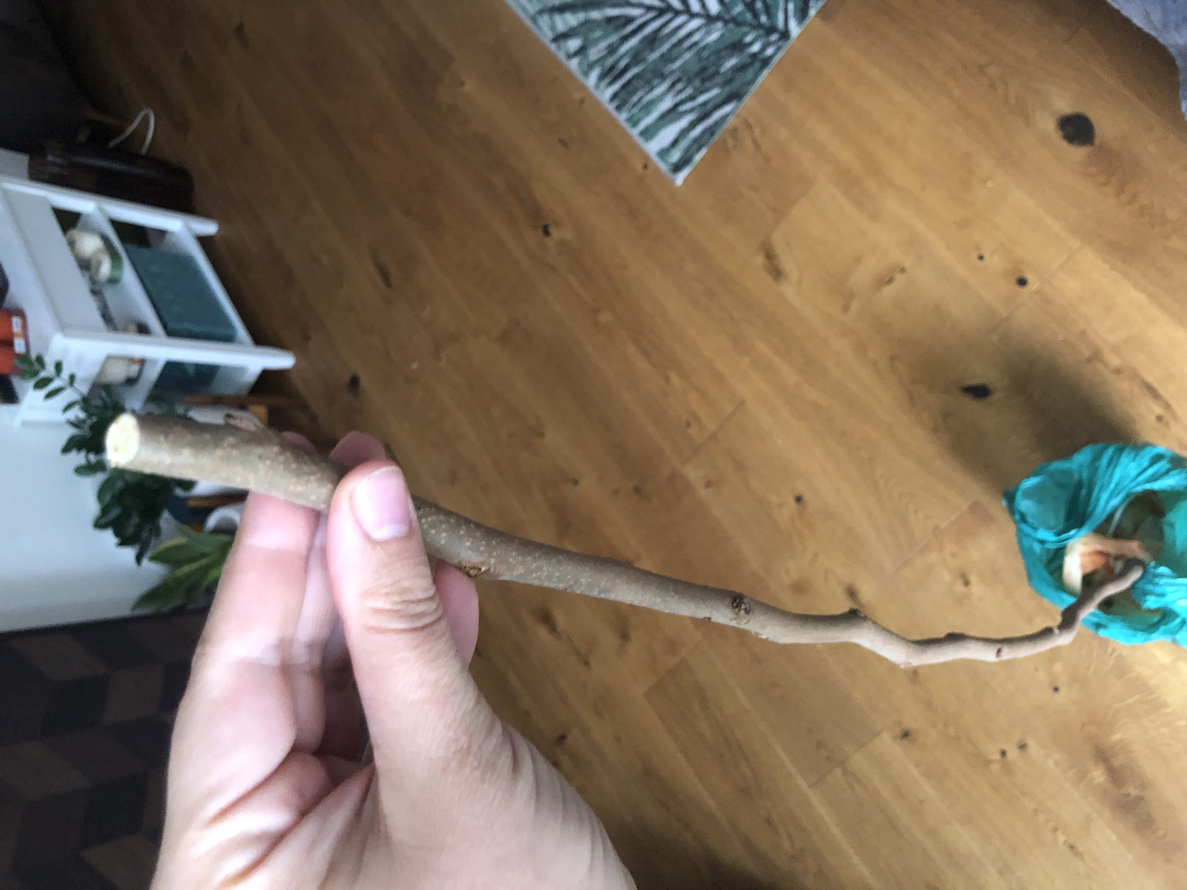 Customer photo