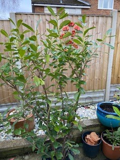 Customer photo