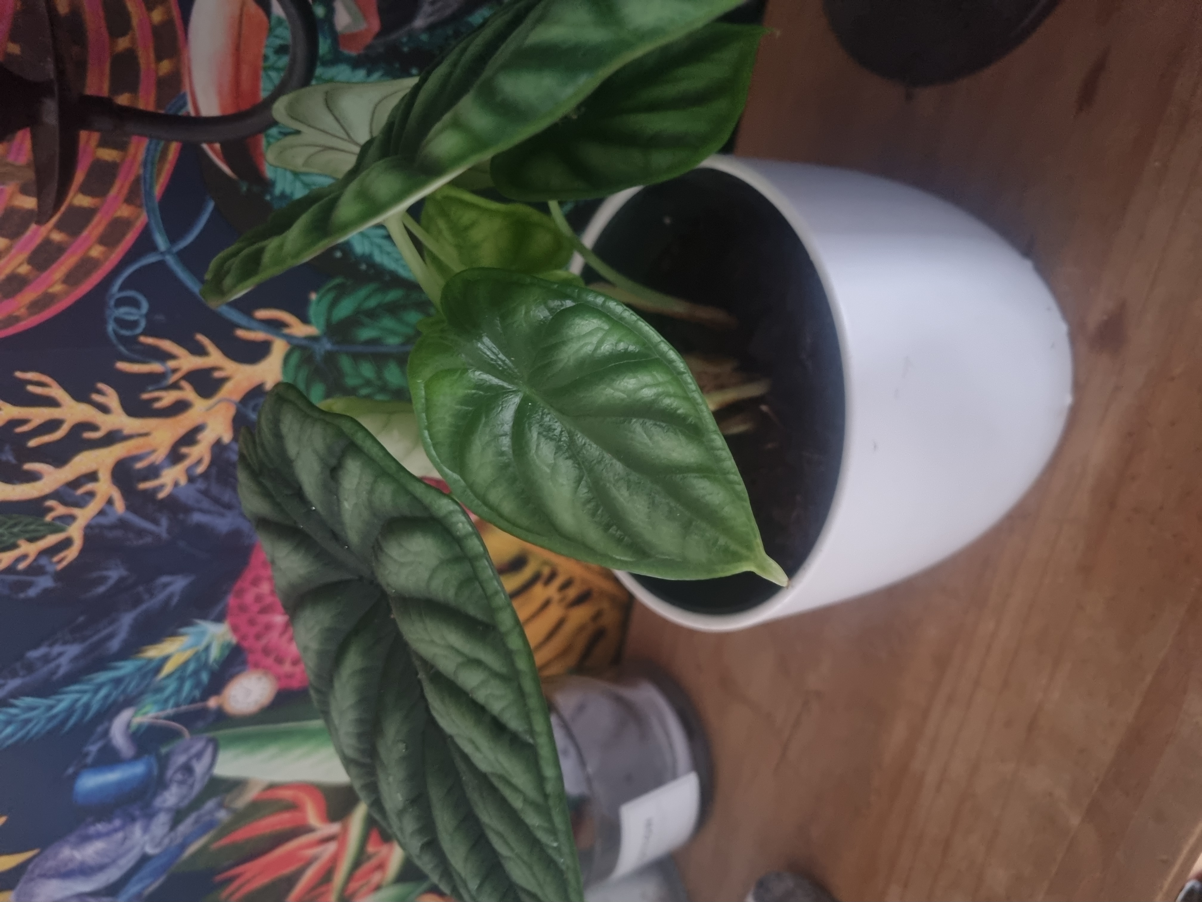 Customer photo