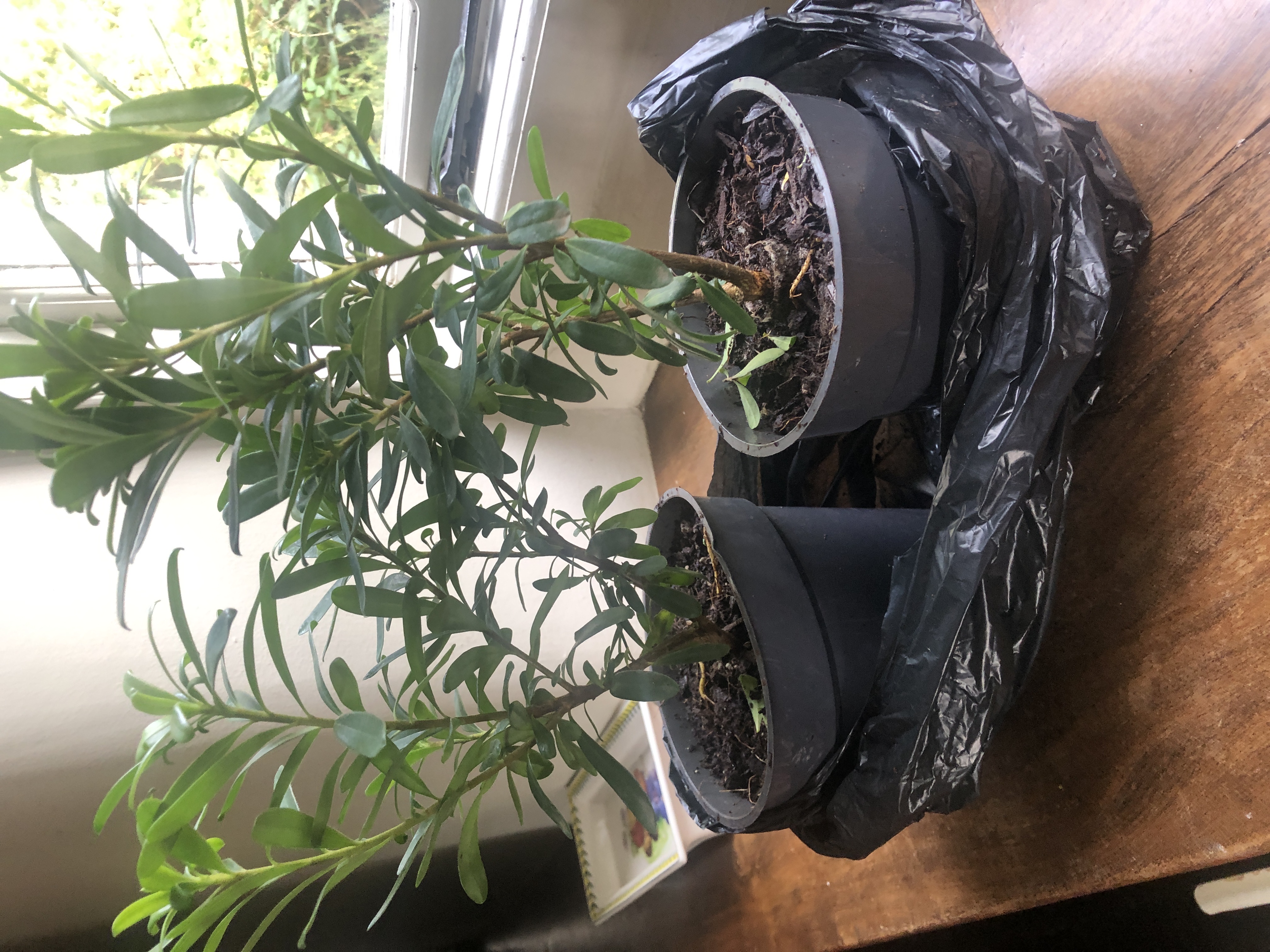 Customer photo